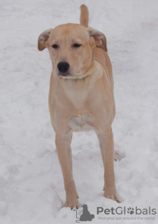 Photo №3. Puppy 9 months old, Labrador mix, looking for a new reliable family!. Russian Federation
