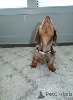 Photo №2 to announcement № 144409 for the sale of dachshund - buy in Germany breeder