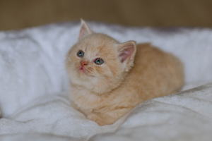 Additional photos: British kittens for sale