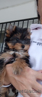 Photo №4. I will sell beaver yorkshire terrier in the city of Балыкесир.  - price - 400$