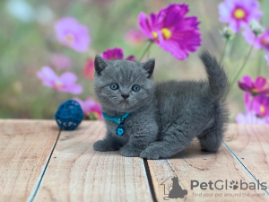 Photo №1. british shorthair - for sale in the city of Miami | 300$ | Announcement № 93376
