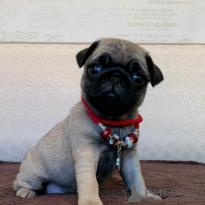 Photo №2 to announcement № 173321 for the sale of pug - buy in Poland private announcement