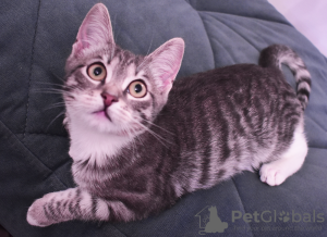 Photo №4. I will sell european shorthair in the city of Balashikha. private announcement - price - 13$