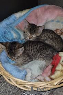 Photo №2 to announcement № 166618 for the sale of ocicat - buy in Belgium private announcement, breeder