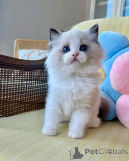 Photo №3. Ragdoll-Kätzchen zur Adoption. Germany