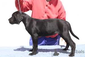 Photo №2 to announcement № 140500 for the sale of cane corso - buy in Romania breeder