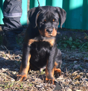 Photo №2 to announcement № 83601 for the sale of rottweiler - buy in Serbia 