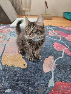 Photo №2 to announcement № 168357 for the sale of norwegian forest cat - buy in Poland private announcement, breeder