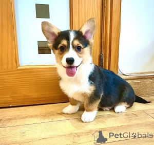 Photo №2 to announcement № 167523 for the sale of welsh corgi - buy in Denmark private announcement, breeder