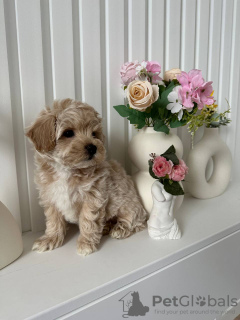 Photo №3. Maltipoo puppy for adoption. United States