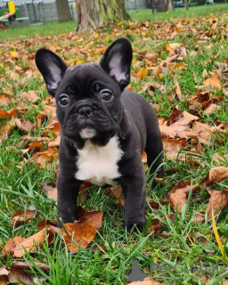 Photo №1. french bulldog - for sale in the city of Leipzig | 260$ | Announcement № 32412