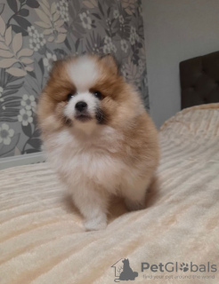 Photo №4. I will sell pomeranian in the city of Zürich. private announcement - price - 2642$