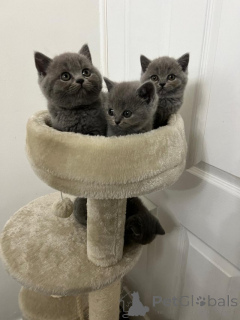 Photo №1. british longhair - for sale in the city of Rotterdam | Is free | Announcement № 159206