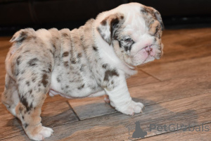 Photo №2 to announcement № 139944 for the sale of english bulldog - buy in Germany private announcement