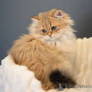 Photo №3. Britisch Langhaar-Kätzchen zu verkaufen. France