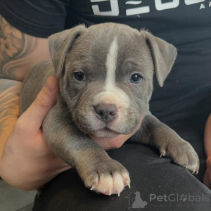 Photo №2 to announcement № 167036 for the sale of staffordshire bull terrier - buy in Netherlands breeder