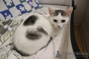 Additional photos: A charming girl Lyalechka is looking for a home and a loving family!