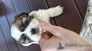 Photo №2 to announcement № 139538 for the sale of lhasa apso, pekingese, shih tzu - buy in Estonia private announcement, from nursery, breeder