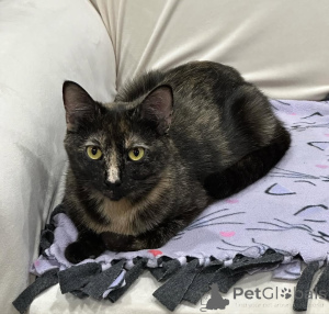 Photo №3. Domestic cats. Germany