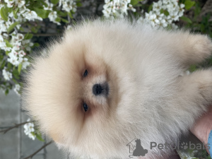 Photo №2 to announcement № 43787 for the sale of pomeranian - buy in Bulgaria private announcement