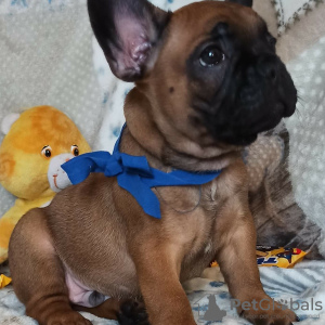 Photo №4. I will sell french bulldog in the city of Zaporizhia. from nursery - price - 427$