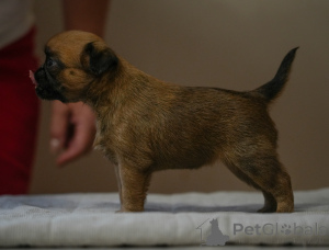 Photo №1. petit brabançon - for sale in the city of Mogilyov | 710$ | Announcement № 158234