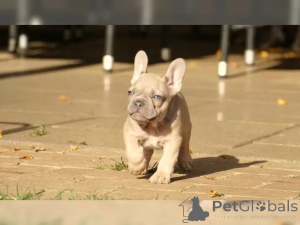 Photo №2 to announcement № 136640 for the sale of french bulldog - buy in Germany 