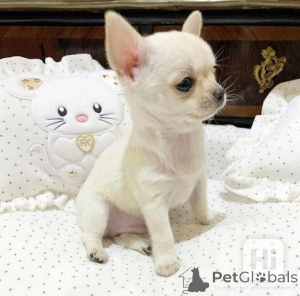 Photo №1. chihuahua - for sale in the city of Vienna | 376$ | Announcement № 140160