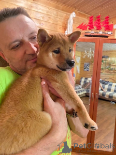 Photo №4. I will sell shiba inu in the city of Орехово-Зуево. private announcement - price - negotiated