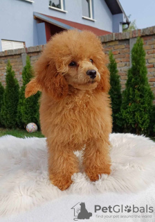 Photo №3. Poodle puppies for sale. Serbia