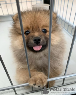 Additional photos: Pomeranian baby