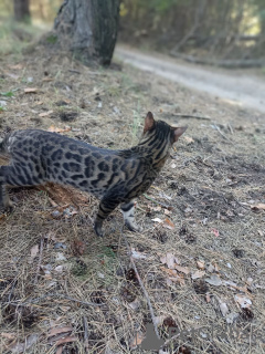 Additional photos: Bengal cat mating