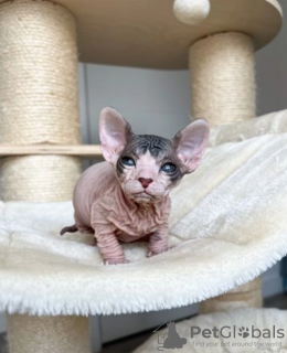 Photo №4. I will sell sphynx cat in the city of Stockholm. private announcement - price - negotiated