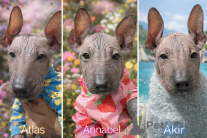Photo №1. mexican hairless dog - for sale in the city of Milan | negotiated | Announcement № 165525