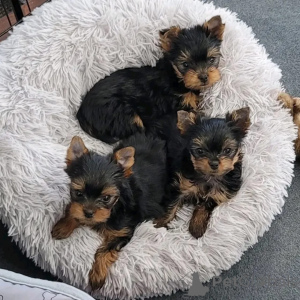 Photo №1. yorkshire terrier - for sale in the city of Beringen | negotiated | Announcement № 168169