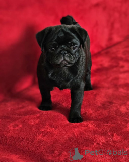 Photo №1. pug - for sale in the city of Texas City | 700$ | Announcement № 138787