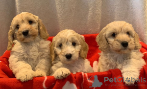 Photo №3. Stunning Cockapoo ready now. United Kingdom