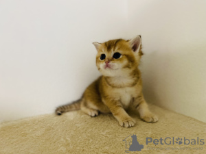 Photo №4. I will sell british shorthair in the city of Prague. breeder - price - 898$