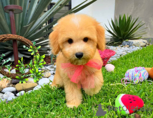 Photo №2 to announcement № 149822 for the sale of maltipu - buy in Germany private announcement, breeder