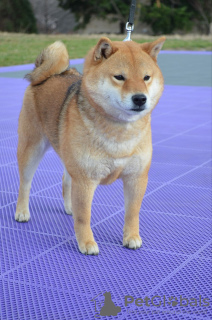 Additional photos: Shiba Inu puppies