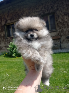 Photo №1. pomeranian - for sale in the city of Prague | 700$ | Announcement № 19311