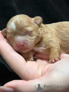 Photo №2 to announcement № 137527 for the sale of maltipu - buy in Uzbekistan private announcement