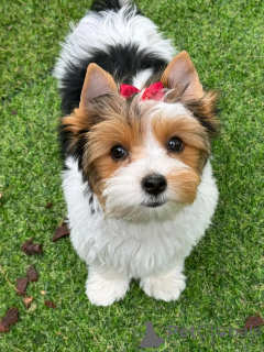 Photo №2 to announcement № 138878 for the sale of beaver yorkshire terrier - buy in Germany private announcement, breeder