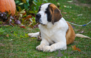 Photo №2 to announcement № 7993 for the sale of st. bernard - buy in Belarus from nursery