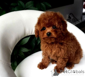 Photo №1. maltipu - for sale in the city of Ankara | negotiated | Announcement № 158659