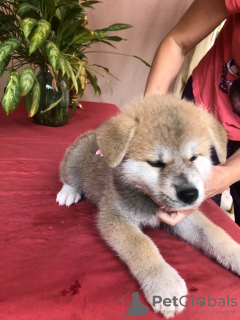 Additional photos: Akito Inu puppies