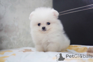 Photo №2 to announcement № 141167 for the sale of pomeranian - buy in Canada private announcement