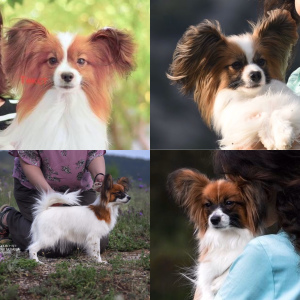 Photo №4. I will sell papillon dog in the city of Temryuk. from nursery - price - 1441$