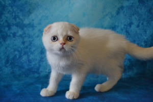 Photo №4. I will sell scottish fold in the city of Moscow. from nursery, breeder - price - 246$