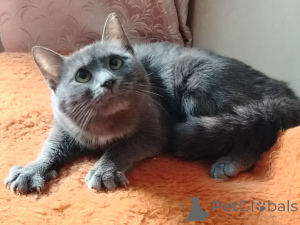 Photo №3. Charming young cat Dymka as a gift. Belarus